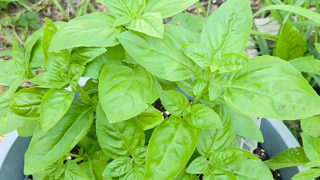 Fresh Basil for Pesto